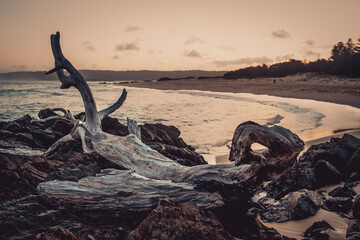 Fototapeta premium Driftwood pile on beach