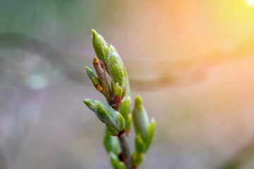 Unblown buds on trees macro flare effect. Bare young tree branches in spring in the garden close-up on a blurred background