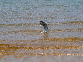 Scraggly Gull Leaving