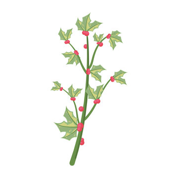 mistletoe branch with leaves