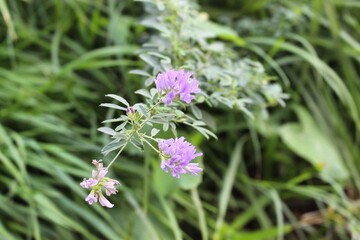 macro de flor lila delicada en jardín 