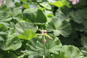 close up de los brotes de una hermosa flor rosa en el jardín al aire libre