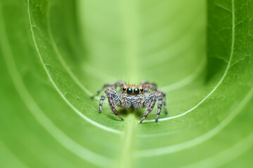 close up of a spider