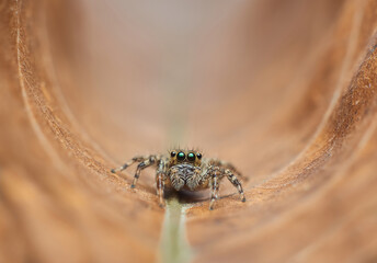 close up of a spider
