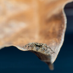 close up of a spider