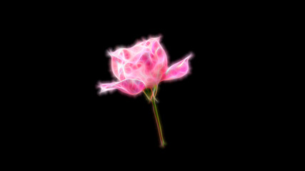 Fractal pink rose flower on black background