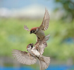 Obraz premium 羽ばたく雀