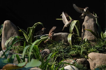 Obraz premium 羽ばたく雀