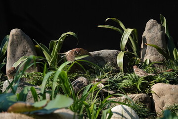 Obraz premium 羽ばたく雀