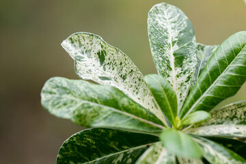 Adenium obesum (Fosk) on white background.