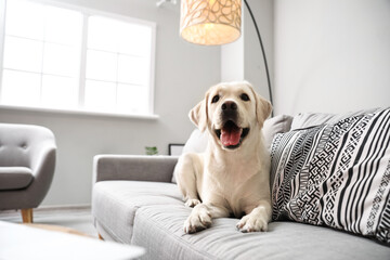 Cute Labrador dog lying on sofa in light living room
