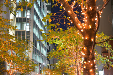 日本橋　江戸桜通り　冬