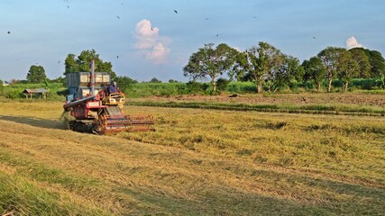 Combine harvester harvests ripe rice in the field.