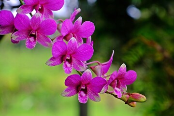 Beautiful pink and white dendrobium orchids with blurred green nature background.