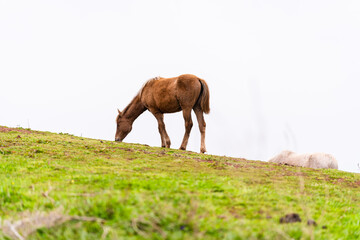 Brown horse alone at the grass field meadow with mountain landscape view