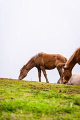 Brown horses at the grass field meadow with mountain landscape view