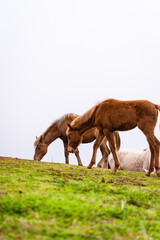 Naklejka na ściany i meble Brown horses at the grass field with mountain landscape view