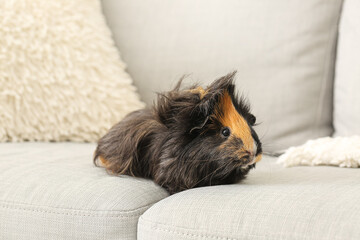 Cute guinea pig sitting on sofa