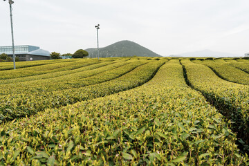 Fototapeta na wymiar The middle of huge green tea field in Jeju Island, South Korea with mountain landscape view in the background
