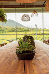 Jeju island,South Korea-March 2021: Green plant on the vase on the wooden table with large window overlooking a green tea field in Jeju Island,South Korea