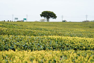 Fototapeta na wymiar A lonely green lush tree in the middle of green tea field in Jeju Island, South Korea