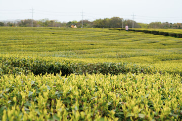 Vast meadow of green tea field in Jeju Island, South korea