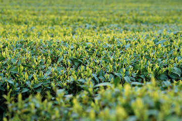 Close up image of Green tea leaves grasses growing at the terrace field