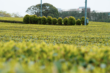 Jeju island,South Korea-March 2021: The middle of huge green tea field in Jeju Island, South Korea with building view in the background