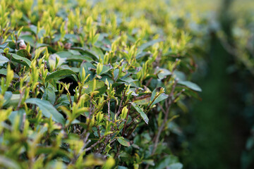 Green tea leaves growing at the terrace field