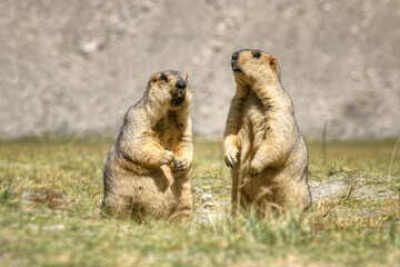Himalayan marmots (Marmota himalayana), pair standing in open field , ladakh wildlife, Jammu and Kashmir, India