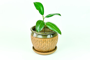 Rubber tree plant in decorative pot.
