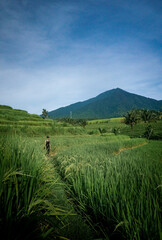 A woman trekking at Jatiluwih Rice Terrace in Gianyar Bali Indonesia.