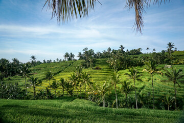 Fototapeta na wymiar Beautiful landscape at Jatiluwih Rice Terrace in Gianyar Bali Indonesia.