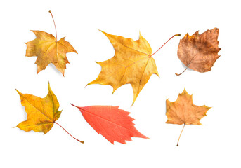 Different autumn leaves on white background