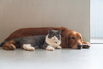 British Shorthair and Golden Retriever lying on the floor