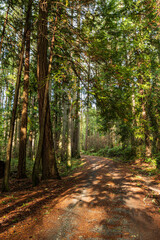 walking path in the quiet park surrounded by trees with sunlight shedding on the ground