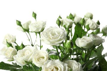 Obraz na płótnie Canvas Beautiful blooming bush roses on white background, closeup