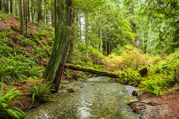 Obraz premium beautiful stream run through the moss covered down tree trunk in the park