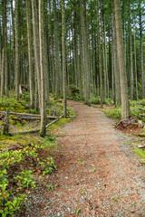 well paved walking path in the park with moss covered trees on both sides