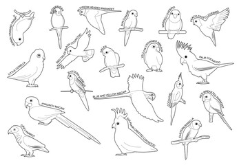Parrot Set Various Kind Identify Cartoon Vector Black and White