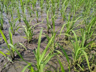 Obraz premium Green rice field with small plant.