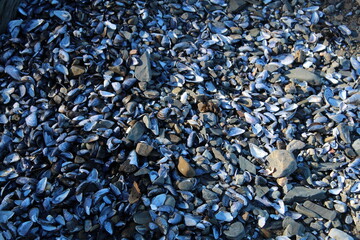 coquillage sur la grève fleuve st-laurent le bic 