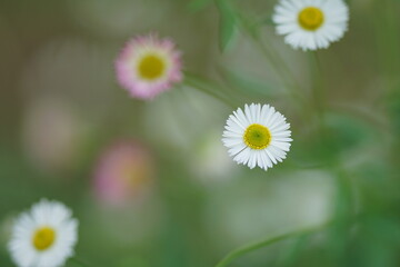 Fototapeta premium エリゲロンのアップ4