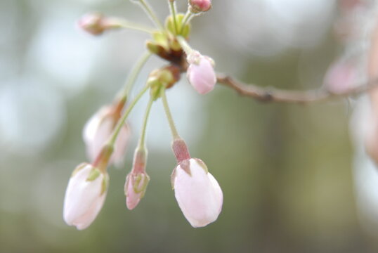Close up photograph of cherry blossom buds