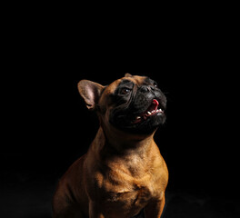Cute French bulldog on black background