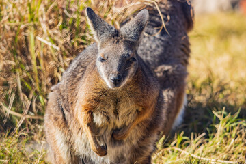 Close up shot of cute Wallaby