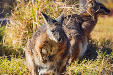 Naklejka na ściany i meble Close up shot of cute Wallaby