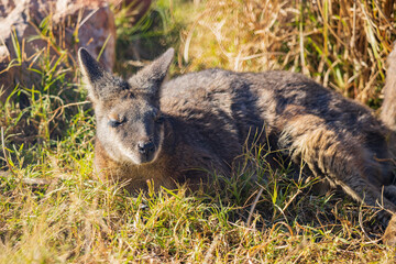Close up shot of cute Wallaby