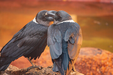 Close up shot of White necked raven
