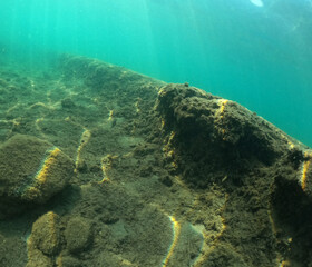 Underwater world of Mediterranean Sea. Near Marmaris, Turkey